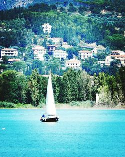 Sailboats on tree