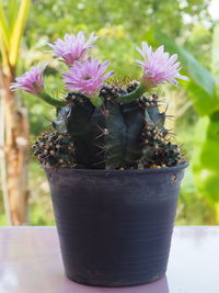 Close-up of purple flower pot