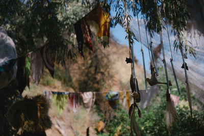 Close-up of trees in forest