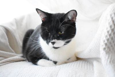 Close-up of cat resting on bed