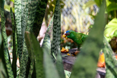 Bird perching on a tree