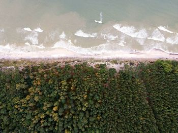 High angle view of plants growing on beach