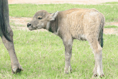 Horse grazing on field