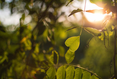 Close-up of plant growing outdoors