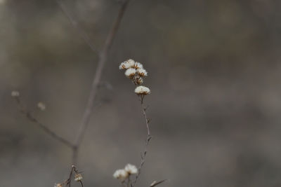 Close-up of wilted plants