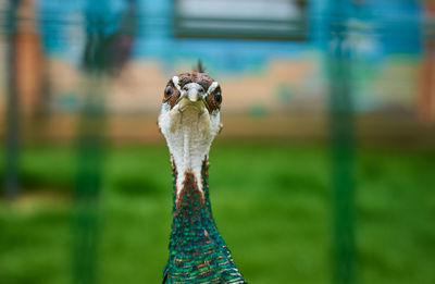 Peacock portrait close up. head of peacock outdoors