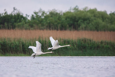 Swans flying over a field