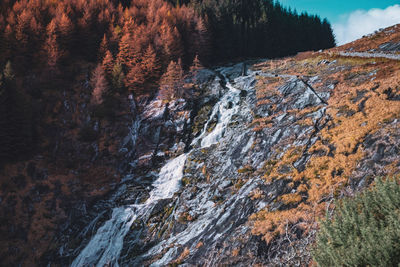 Scenic view of waterfall in forest during autumn