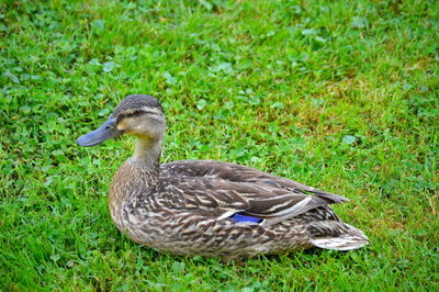 Mallard duck on field