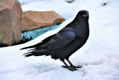 Close-up of bird perching on frozen snow