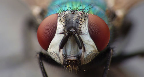 Close-up of fly