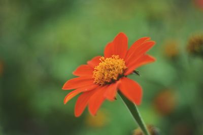 Close-up of orange flower