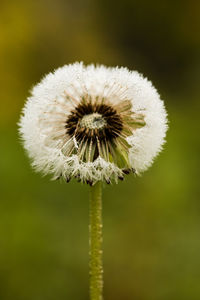 Close-up of dandelion