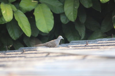 Close-up of bird perching on leaf