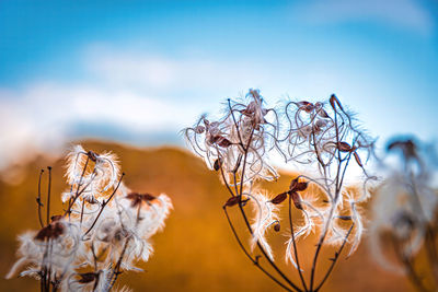 Close-up of dry plant against sky