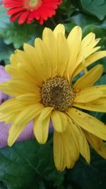 Close-up of yellow flower