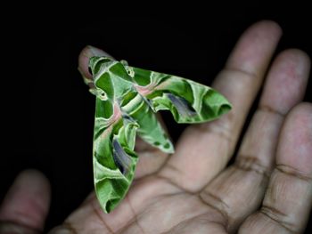 Close-up of hand holding leaves