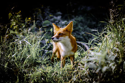 Fox standing amidst grass