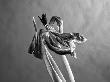 Close-up low angle view of flower