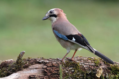 Close-up of bird perching on wood