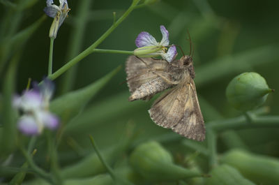 Close-up of butterfly pollinating on purple flower