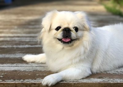 Close-up portrait of dog