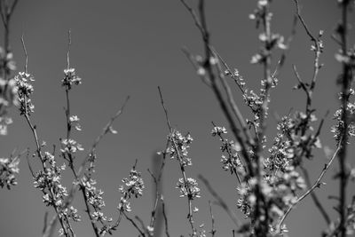 Close-up of flowering plants against sky