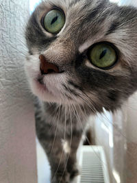Close-up portrait of a cat