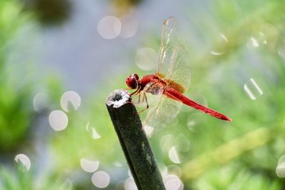 dragonflies and damseflies