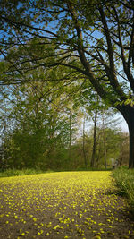 Scenic view of grassy field
