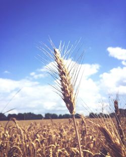 Close-up of wheat against sky