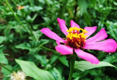 Close-up of pink flowering plant