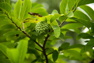 Close-up of fruits on tree