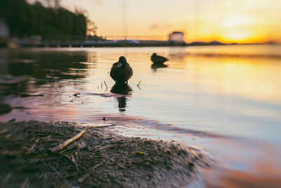 View of bird in lake at sunset