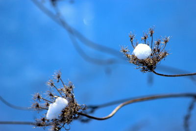 Low angle view of snow on plant