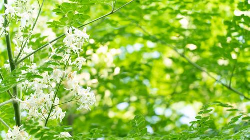 Close-up of white flowering plant