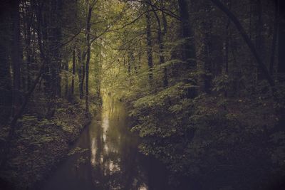 Scenic view of forest