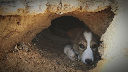 Portrait of dog on rock