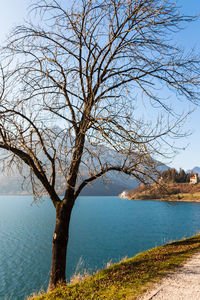 Bare tree by sea against sky