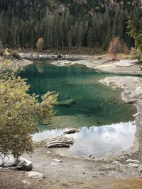 Scenic view of lake in forest