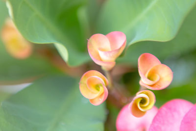 Close-up of pink flowering plant