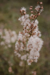 Close-up of white flowering plant on field