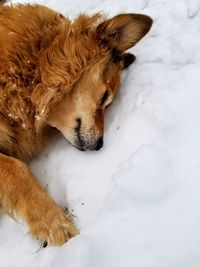 High angle view of dog