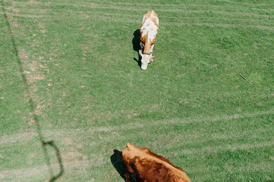 Drone photo of cows