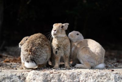 Sheep on rock