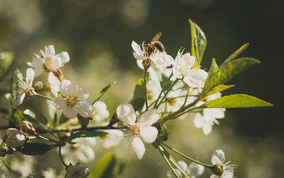 Close-up of bee on white flower