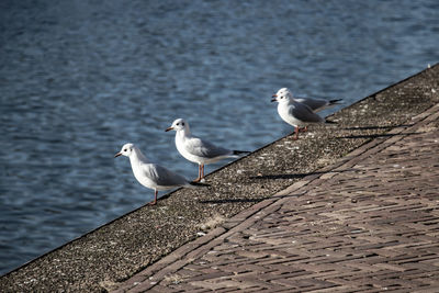 Seagulls perching on a wall