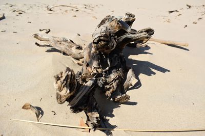 High angle view of driftwood on beach