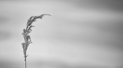 Close-up of bird against sky