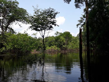 Scenic view of lake in forest against sky